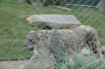 Siegfried & Roy's Secret Garden
