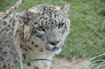 Siegfried & Roy's Secret Garden