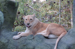 Siegfried & Roy's Secret Garden