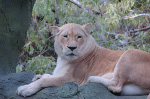 Siegfried & Roy's Secret Garden