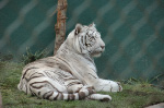 Siegfried & Roy's Secret Garden