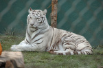 Siegfried & Roy's Secret Garden