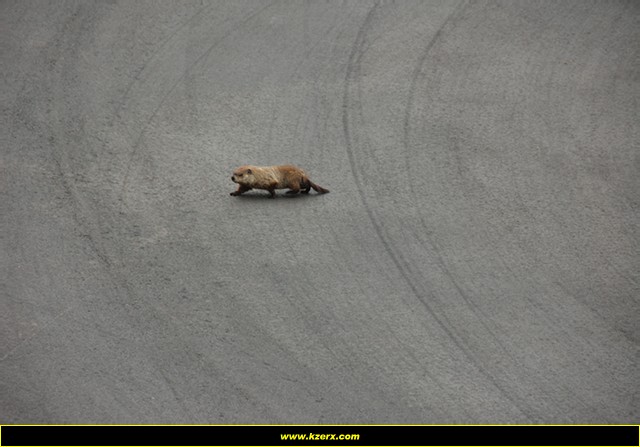 Canadian Grand Prix