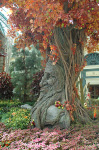 Bellagio