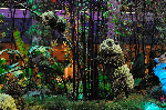 Bellagio