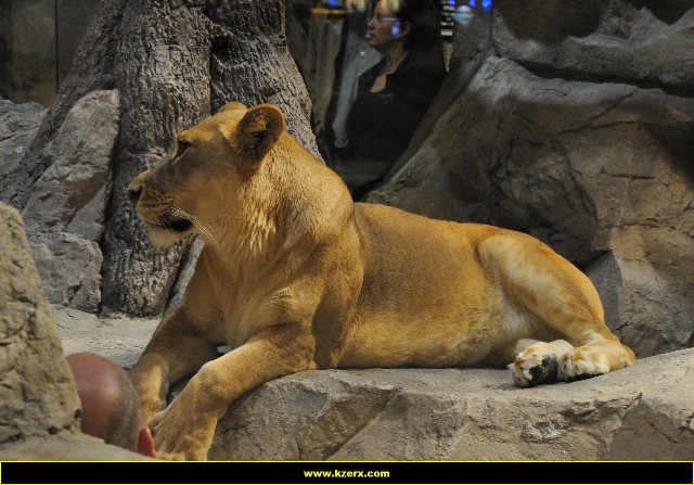 MGM Grand