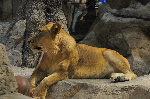 MGM Grand