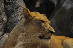 MGM Grand