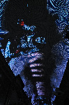 The Fremont Street Experience