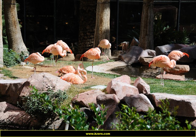 The Flamingo