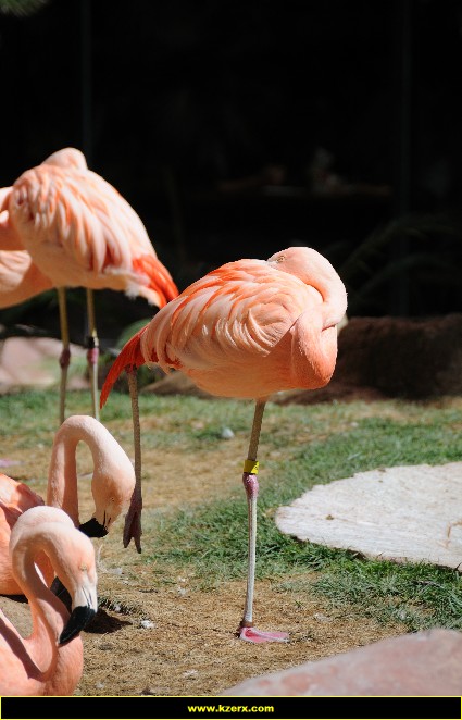 The Flamingo