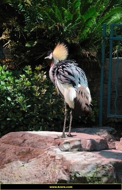 The Flamingo
