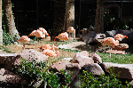 The Flamingo