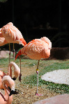 The Flamingo