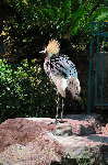The Flamingo