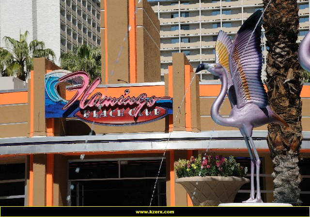 The Flamingo