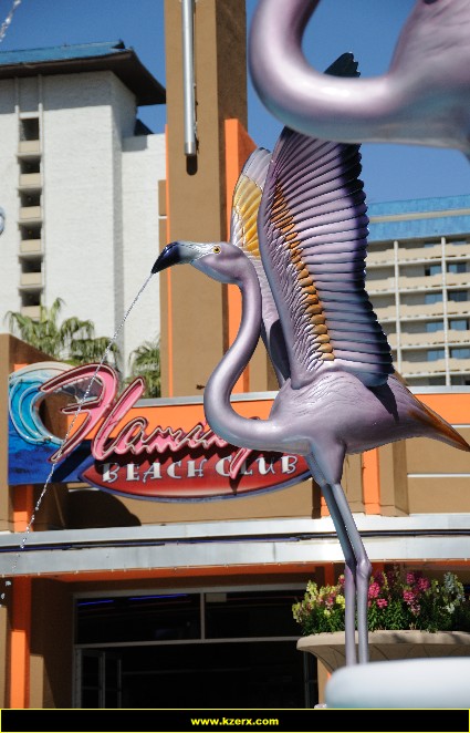 The Flamingo
