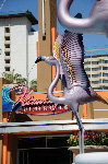 The Flamingo