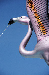 The Flamingo