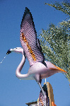 The Flamingo