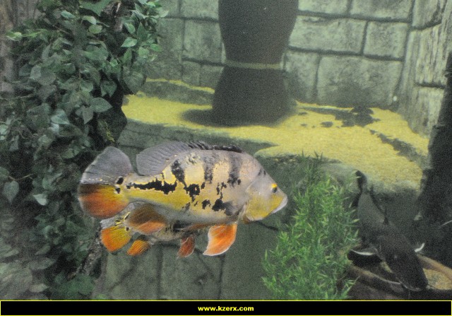 The Shark Reef at Mandalay Bay