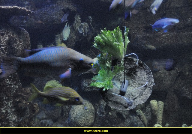 The Shark Reef at Mandalay Bay