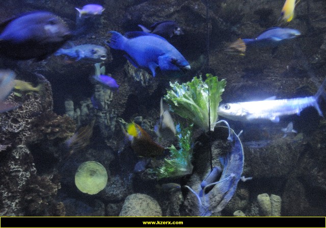 The Shark Reef at Mandalay Bay