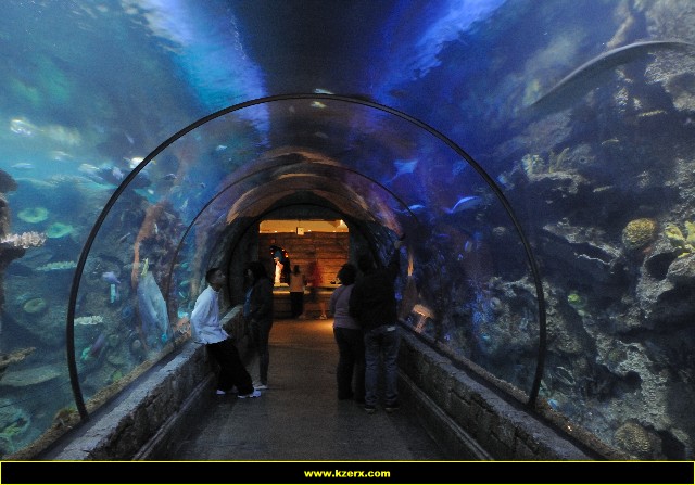 The Shark Reef at Mandalay Bay