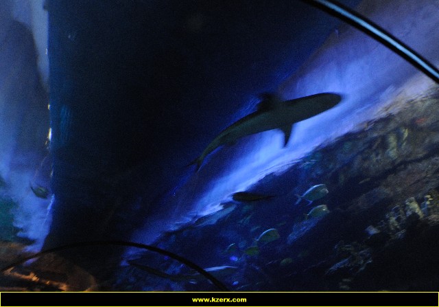 The Shark Reef at Mandalay Bay