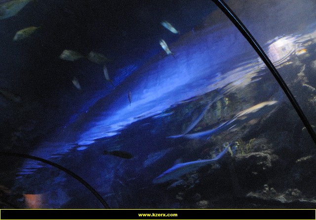 The Shark Reef at Mandalay Bay
