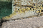The Shark Reef at Mandalay Bay