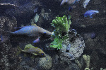 The Shark Reef at Mandalay Bay