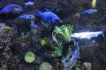 The Shark Reef at Mandalay Bay