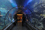 The Shark Reef at Mandalay Bay