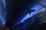The Shark Reef at Mandalay Bay