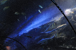The Shark Reef at Mandalay Bay