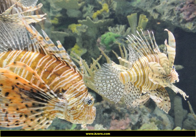 The Shark Reef at Mandalay Bay