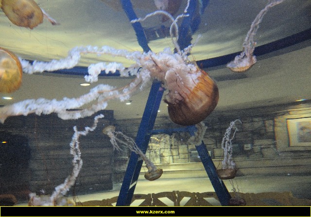 The Shark Reef at Mandalay Bay