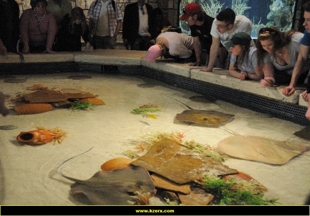The Shark Reef at Mandalay Bay