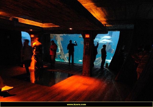 The Shark Reef at Mandalay Bay