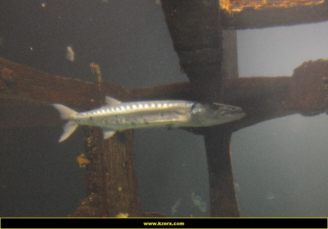 The Shark Reef at Mandalay Bay
