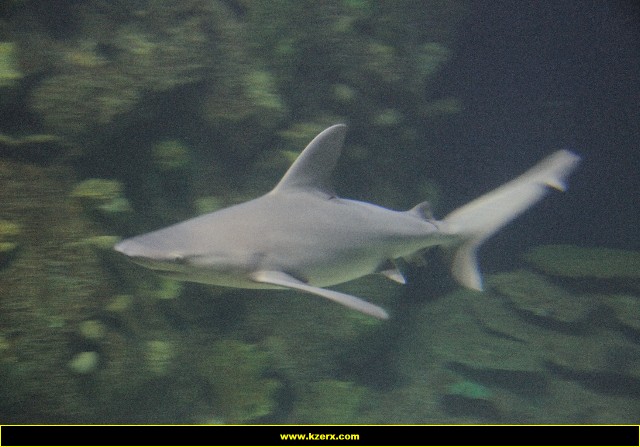 The Shark Reef at Mandalay Bay
