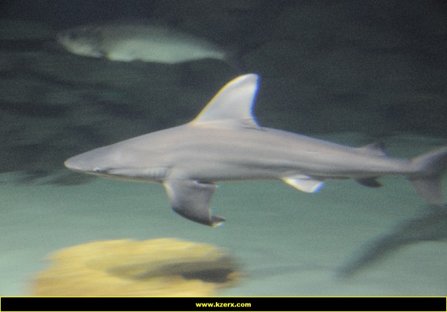 The Shark Reef at Mandalay Bay