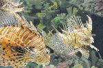 The Shark Reef at Mandalay Bay