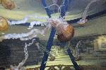 The Shark Reef at Mandalay Bay