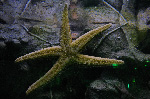 The Shark Reef at Mandalay Bay