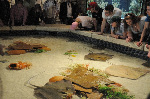 The Shark Reef at Mandalay Bay