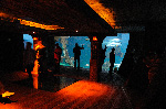 The Shark Reef at Mandalay Bay