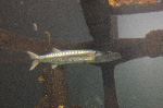 The Shark Reef at Mandalay Bay