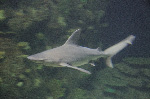 The Shark Reef at Mandalay Bay
